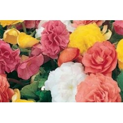 BEGONIA tubereux FF C0.65L