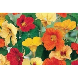 CAPUCINE naine FF C0.65L