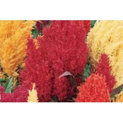 CELOSIE plumeuse FF C0.65L