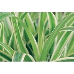 CHLOROPHYTUM comosum FF C0.65L