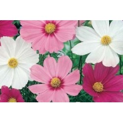 COSMOS FF C0.65L