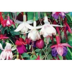 FUCHSIA assorti FF C0.65L