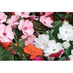IMPATIENS new-guinee FF C0.65L