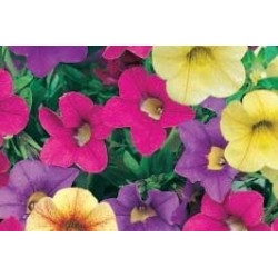 CALIBRACHOA FF C0.65L