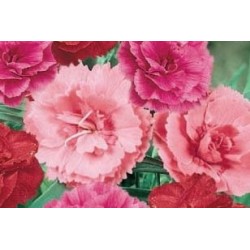 OEILLET Sunflor® FF C0.65L