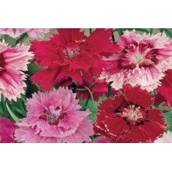 OEILLET de Chine Festival...