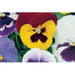 VIOLA wittrockiana FF C0.65L