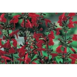 SAUGE coccinea FF C0.65L