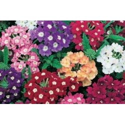 VERVEINE hybride FF C0.65L