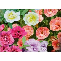 CALIBRACHOA fleur double...