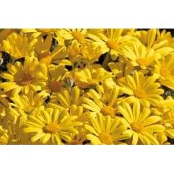 ANTHEMIS frutescens FF C0.65L