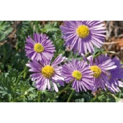 BRACHYSCOME FF C0.65L