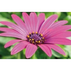 OSTEOSPERMUM FF C0.65L