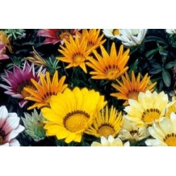 GAZANIA assorti FF C0.65L