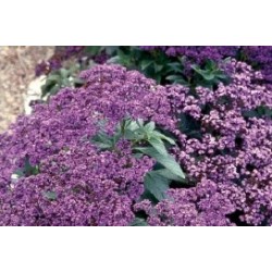 HELIOTROPE arborescens FF...