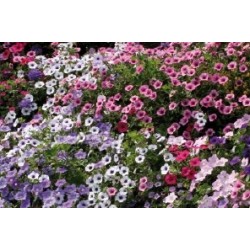 PETUNIA FF C0.65L