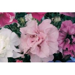 PETUNIA FF C0.65L