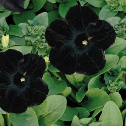PETUNIA retombant FF C0.65L