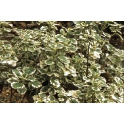PLECTRANTHUS FF C0.65L