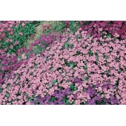 AUBRIETA FF C0.65L