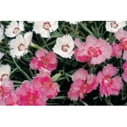 DIANTHUS alpinus FF C0.65L