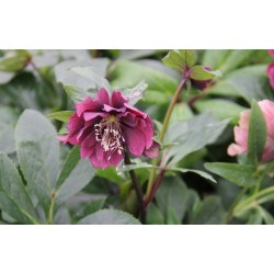 HELLEBORUS Collection FF C1L