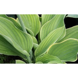 HOSTA Collection FF C1L