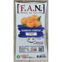 FRAMBOISIER 'Fall Gold' FF...