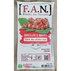 GROSEILLIER a grappes...