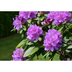 RHODODENDRON hybride...
