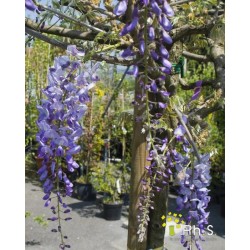 Wisteria sinensis...