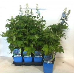 DELPHINIUM Magic Fountains®...