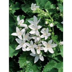 Campanula poscharskyana...