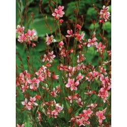 Gaura lindheimeri rose G9