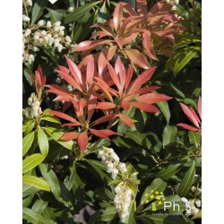 Pieris japonica 30/40-C3l