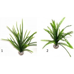 Acorus verte assortiment LABEO