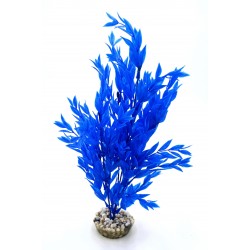 Buisson plante bleu LABEO