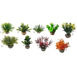 Massif algue assortiment LABEO