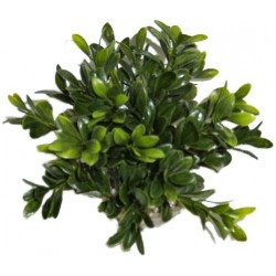 Massif rond coloré vert LABEO