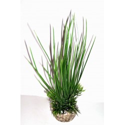 Récif vert assortiment LABEO