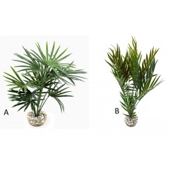 Palmier vert assortiment LABEO