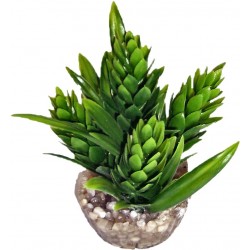 Décor hop vert LABEO