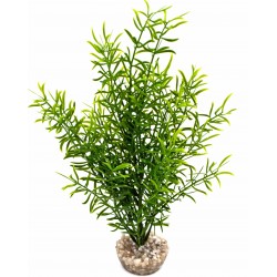 Sprengeri haut vert LABEO