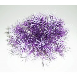 Massif sprengeri violet LABEO