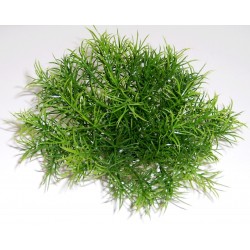 Massif sprengeri vert LABEO