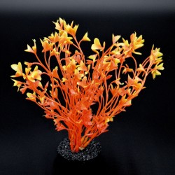 Algue colorée orange LABEO