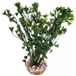 Algue colorée vert LABEO