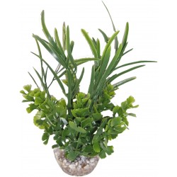 Herbe papillon vert LABEO