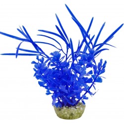 Herbe papillon bleu LABEO