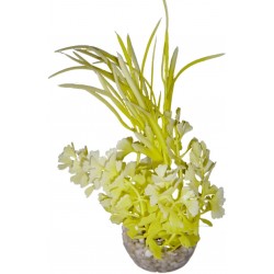 Herbe papillon jaune LABEO